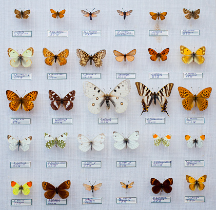 Spanish buttefly collection, entomological collection in awesome preservation status. 