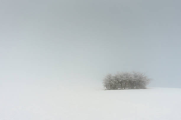 winter landscape with frozen trees in the snow