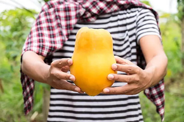 Photo of Fresh papaya from farm