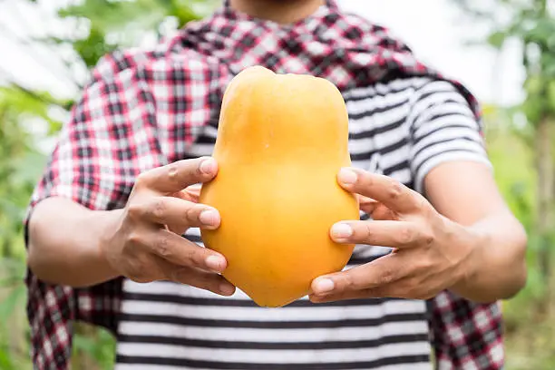 Photo of Fresh papaya from farm