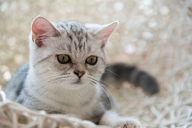 istock Cute american shorthair cat 515656260