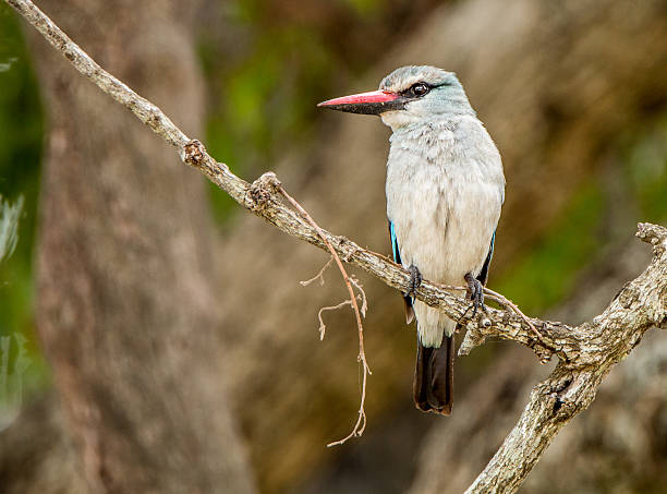 istock Woodland kingfisher on a branch 515656520