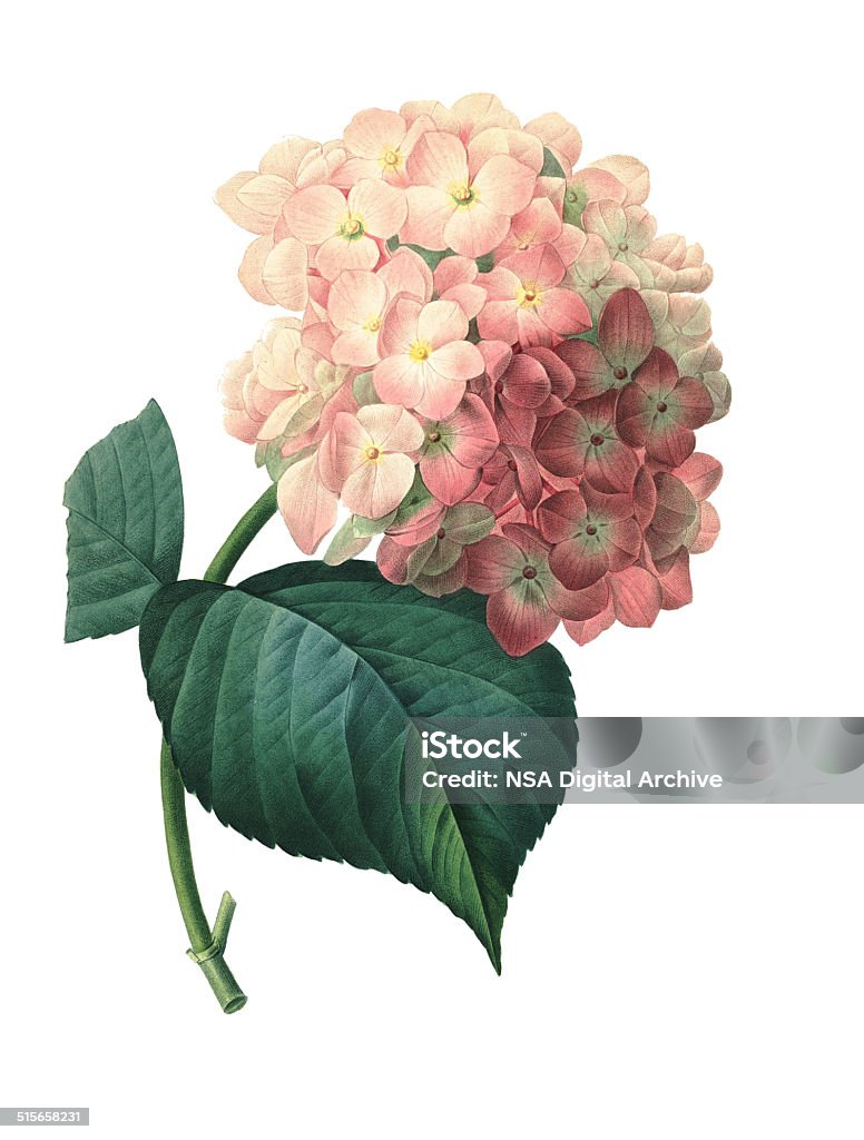 Hortensia/Redoute ilustraciones de flor - Ilustración de stock de Hortensia libre de derechos