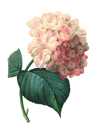 High resolution illustration of a hortensia, isolated on white background. Engraving by Pierre-Joseph Redoute. Published in Choix Des Plus Belles Fleurs, Paris (1827).