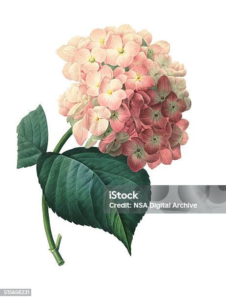 Hydrangea Redoubt Flower Illustrations Stock Illustration - Download Image Now - Hydrangea, Illustration, Flower