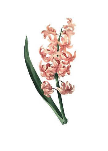 High resolution illustration of a garden hyacinth, isolated on white background. Engraving by Pierre-Joseph Redoute. Published in Choix Des Plus Belles Fleurs, Paris (1827).