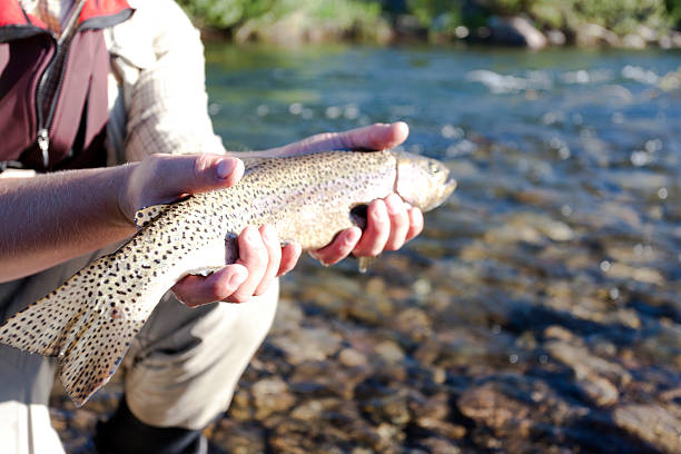 istock Yellowstone Cutthroat Trout 515658741