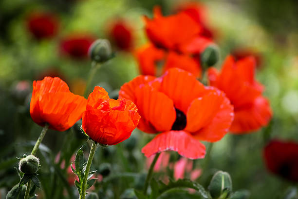 istock Poppies in the field 515658881