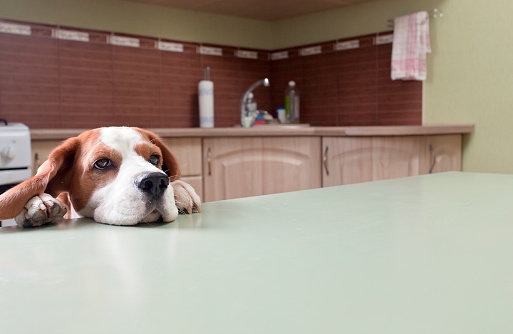 Dog in expectation of meal, focus on a head.
