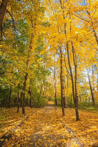 istock autumn maple park with yellow leaves 515661925