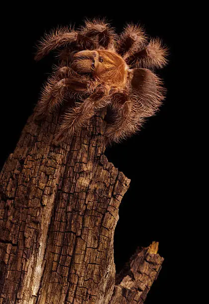 Honduran Curlyhair Tarantula (Brachypelma albopilosum)
