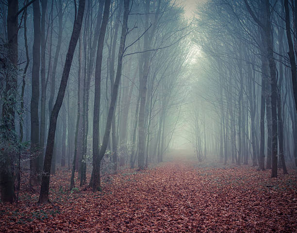 istock Misty trail in autumn forest 515662855