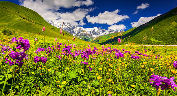 istock Panorama of alpine meadows in the Caucasus mountains. 515662861