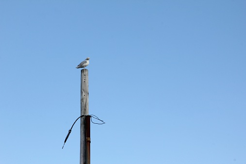 A seagull resting on top of a pole.