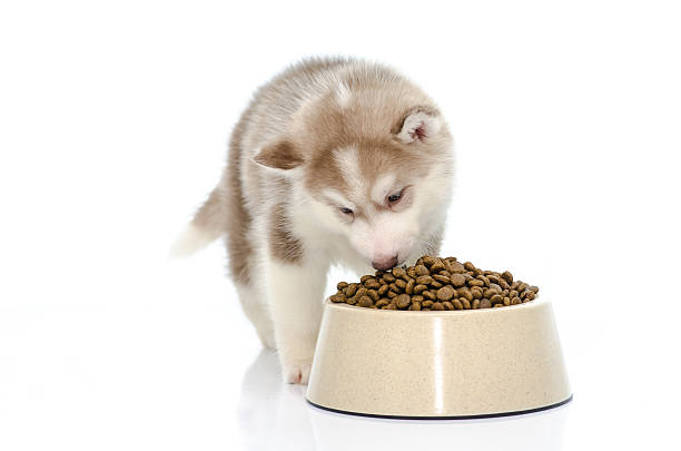 istock puppy eating food 515663061