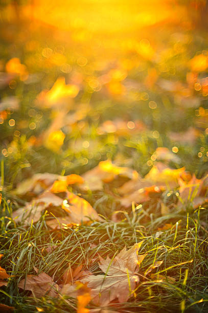 istock autumn yellow leaves lying on a grass 515663997