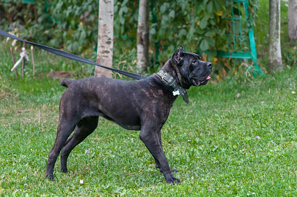 istock Cane corso Italian standing on the grass 515664471