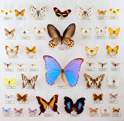 Butterfly collection with several errata in the nomenclature.. biggest error the Morpho didius, big blue butterfly in the middle of the image is called Moreo Dibius... 