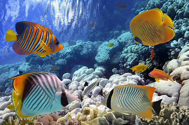 istock Tropical fish and Hard corals in the Red Sea, Egypt 515669822