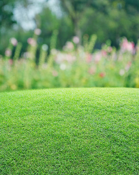 istock Green grass field with blurred pink flower and tree 515670792