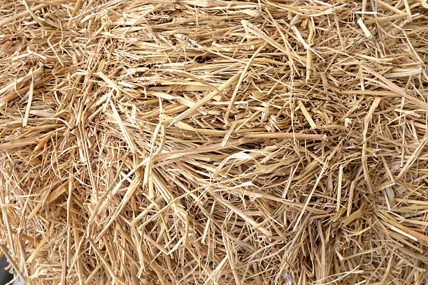 istock Blur of Dried grass 515671016