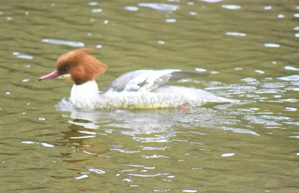 female goosander bird on water