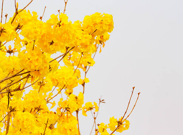 istock Yellow trumpet flower in Thailand 515671362