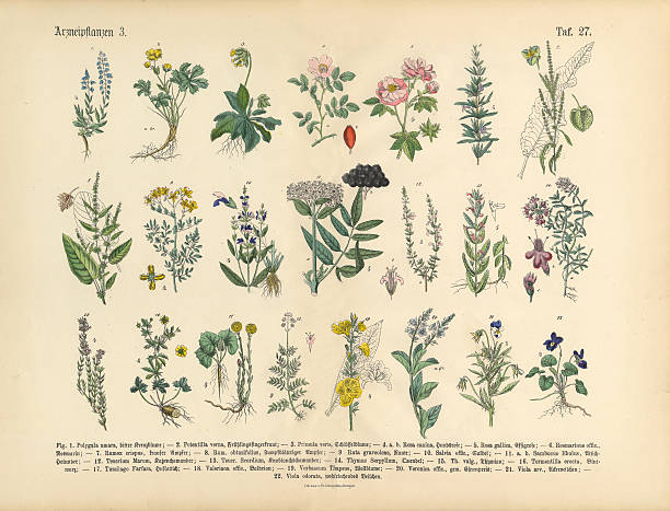 illustrazioni stock, clip art, cartoni animati e icone di tendenza di erbe medicinali e piante, vittoriano, illustrazioni botanico - erba aromatica