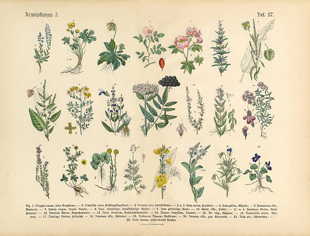 Medicinal and Herbal Plants, Victorian Botanical Illustration Very Rare, Beautifully Illustrated Antique Engraved Victorian Botanical Illustration of Wildflowers, Medicinal and Herbal Plants: Plate 27, from The Book of Practical Botany in Word and Image (Lehrbuch der praktischen Pflanzenkunde in Wort und Bild), Published in 1886. Copyright has expired on this artwork. Digitally restored. potentilla anserina stock illustrations