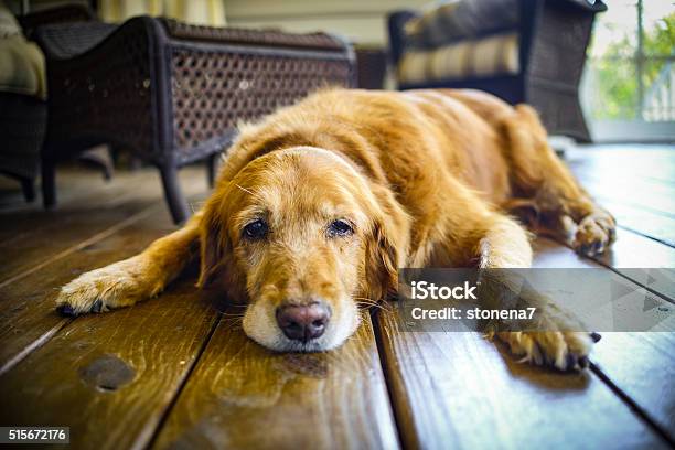 Calis Last Day Stock Photo - Download Image Now - Dog, Senior Adult, Sadness