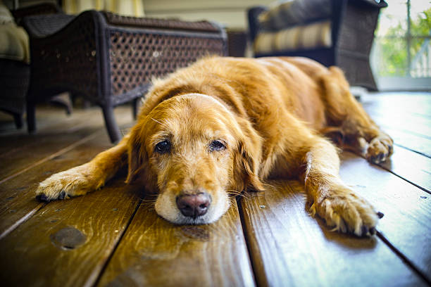 cali jest ostatni dzień - golden retriever dog retriever waiting zdjęcia i obrazy z banku zdjęć