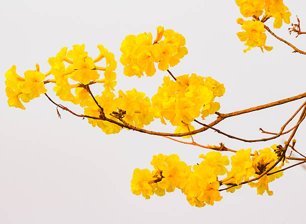 istock Yellow trumpet flower in Thailand 515672310