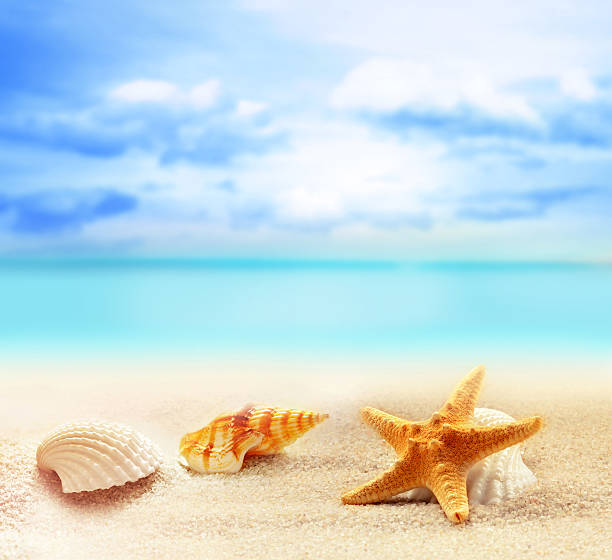 istock seashells and starfish on the sandy beach 515672730