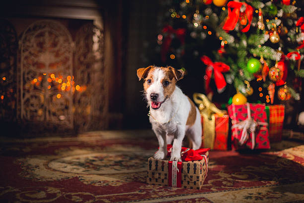 istock Dog Jack Russell Terrier. Puppy. Christmas, 515672974