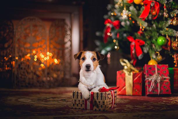 chien terrier jack russell. chiot. noël, - santa dog photos et images de collection