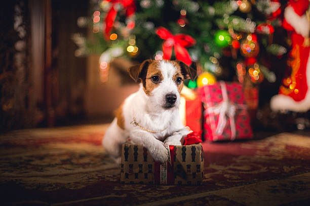 istock Dog Jack Russell Terrier. Puppy. Christmas, 515673252