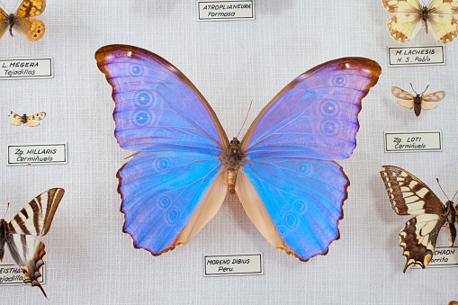 A butterfly is flying on a flower.