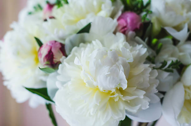 istock abstract background - Rich bunch white, pink peony 515674236