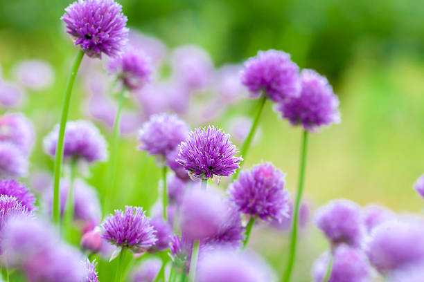 jardín de hierbas cebollino flor - chive allium flower cultivated herb fotografías e imágenes de stock