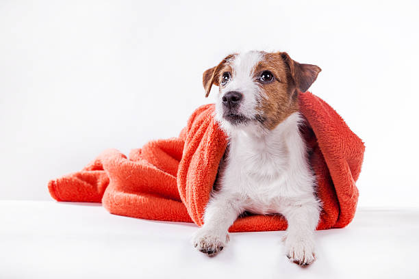 istock Puppy Jack Russell Terrier on the white 515674702