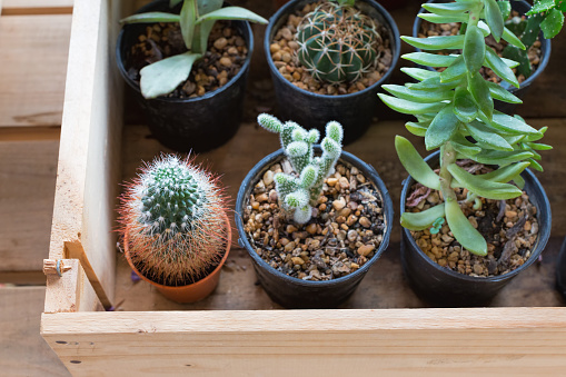 Small cactus pots inside a wooden tray.