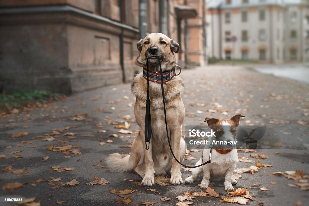 Mixed breed dog  and Jack Russell Terrier Mixed breed dog  and Jack Russell Terrier  walking in autumn park Dog Stock Photo