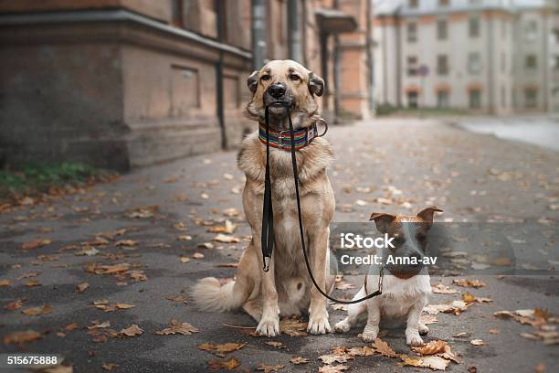 Mixed Breed Dog And Jack Russell Terrier Stock Photo - Download Image Now - Dog, Running, Senior Adult