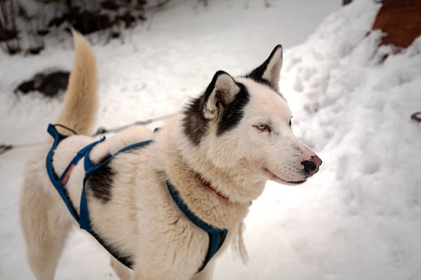 istock White Husky Dog in Riding Harness 515676080