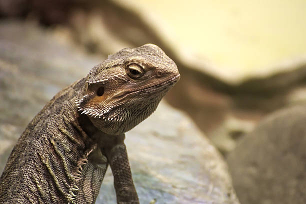 Inland bearded dragon (Pogona vitticeps) sitting on stone