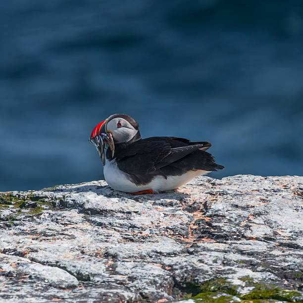 istock Icelandic puffin with fish in its beak at remote islands 515676864