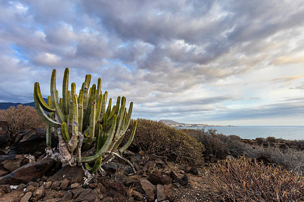 istock Beautiful Tenerife landscape - Costa Adeje 515676942
