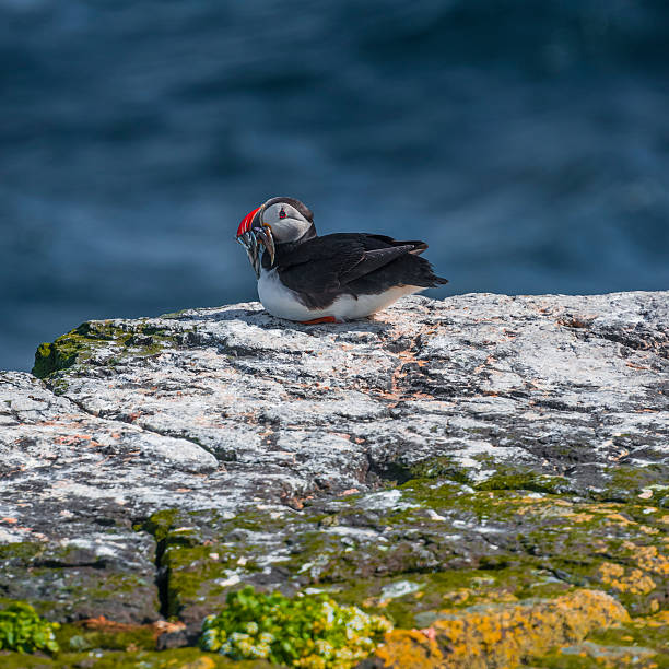 istock Icelandic puffin with fish in its beak at remote islands 515676990