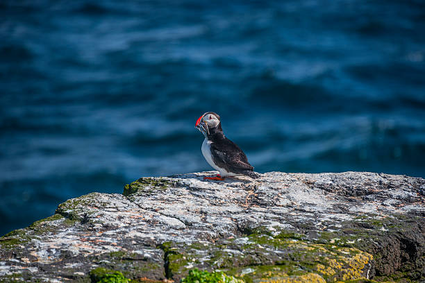 istock Icelandic puffin with fish in its beak at remote islands 515677092