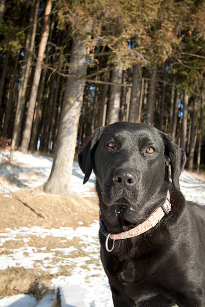 istock head of beatiful black dog in winter 515677486